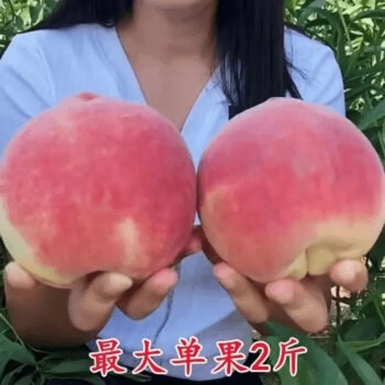 桃树苗嫁接水蜜桃树苗特大早熟新品种苗耐寒南方北方种植当年结果