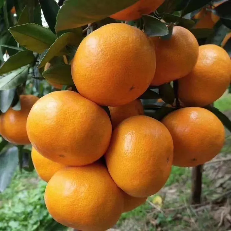 桔妹妹临海涌泉蜜桔早熟水果宫川桔妹妹高山无核蜜桔现摘现发橘子