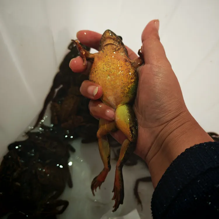 东北鲜活雪蛤林蛙母蛙河鲜水产顺丰包邮活体发货