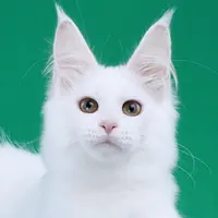 来了姊妹-纯白缅因猫 弟弟 23