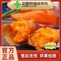 新鲜现挖正宗西瓜红蜜薯软糯香甜超甜地瓜粗粮早餐