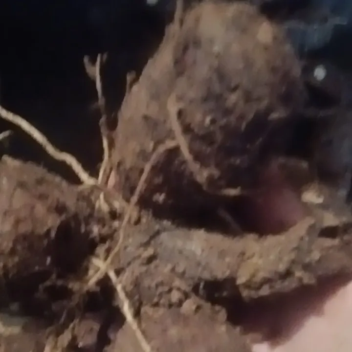 芋头自家种牛奶芋头软糯香甜。又大有小通货。