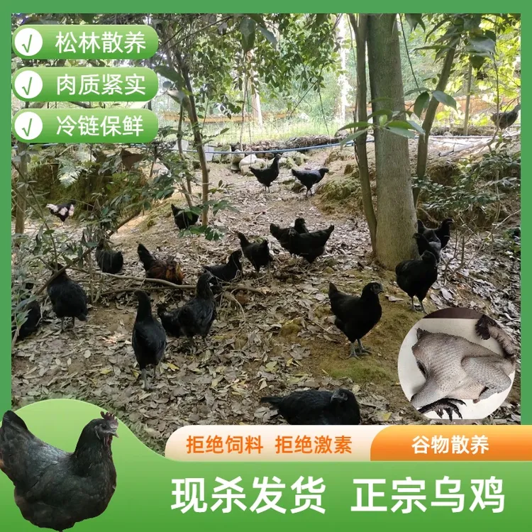 一只散养乌鸡新鲜宰杀冷链发货炖汤煲汤好食材