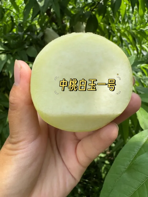 中桃白玉一号-6月初成熟(纯白毛桃)脆甜 
