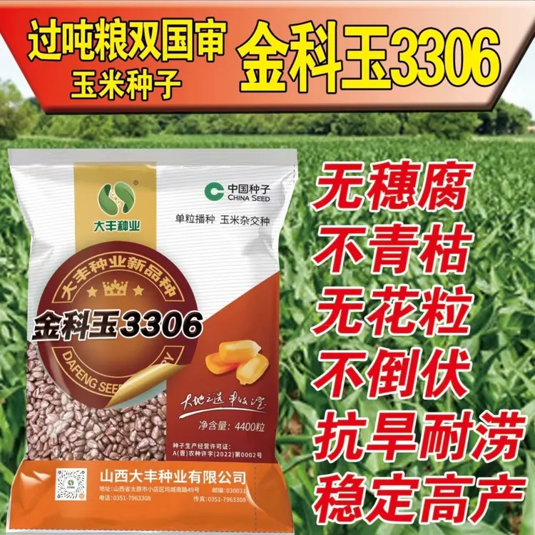 双国审超高产玉米种子金科玉3306