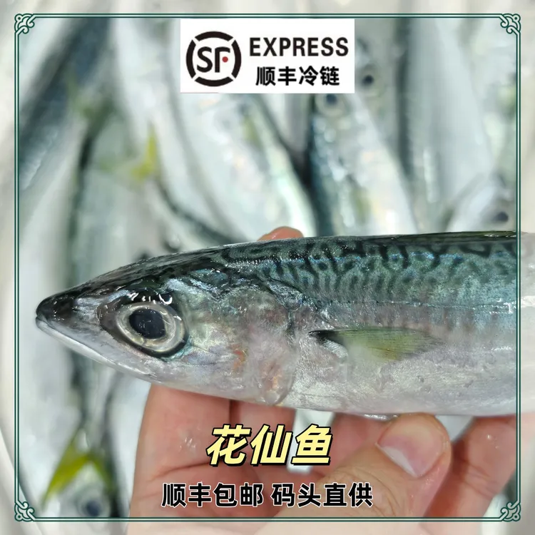 新鲜灯照海捕花仙鱼海鲜鲐鲅鱼青占鱼鲜活深海码头直发顺丰包邮