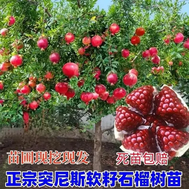 突尼斯软籽石榴树苗盆栽南北方种庭院果树苗蒙阳红石榴苗当年结果