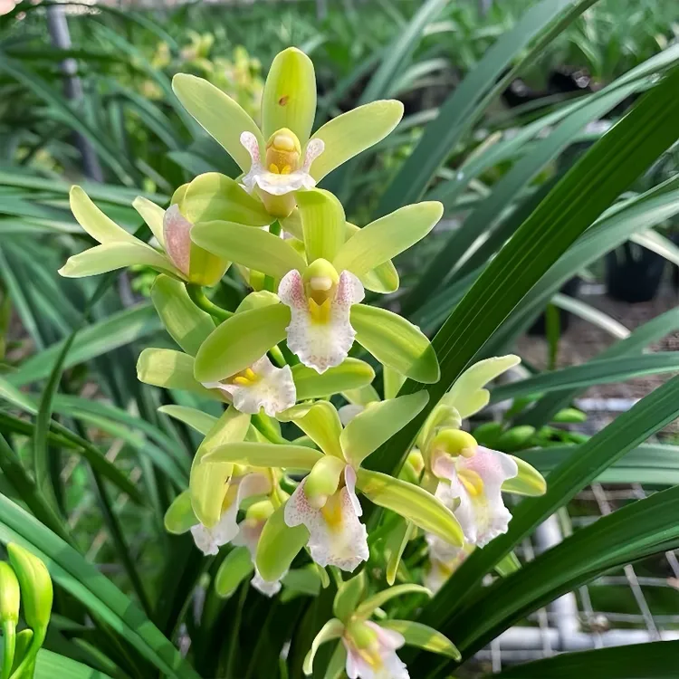 兰花十八格格清香型兰花苗 建兰四季兰香妃盆栽室内花卉绿植好养