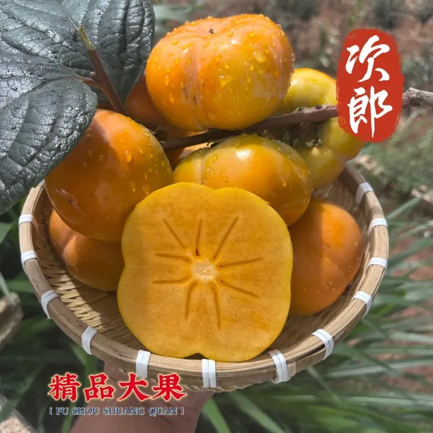 云南保山蒲缥新鲜次郎脆柿脆柿太秋脆柿产地现摘柿子巧克力现发