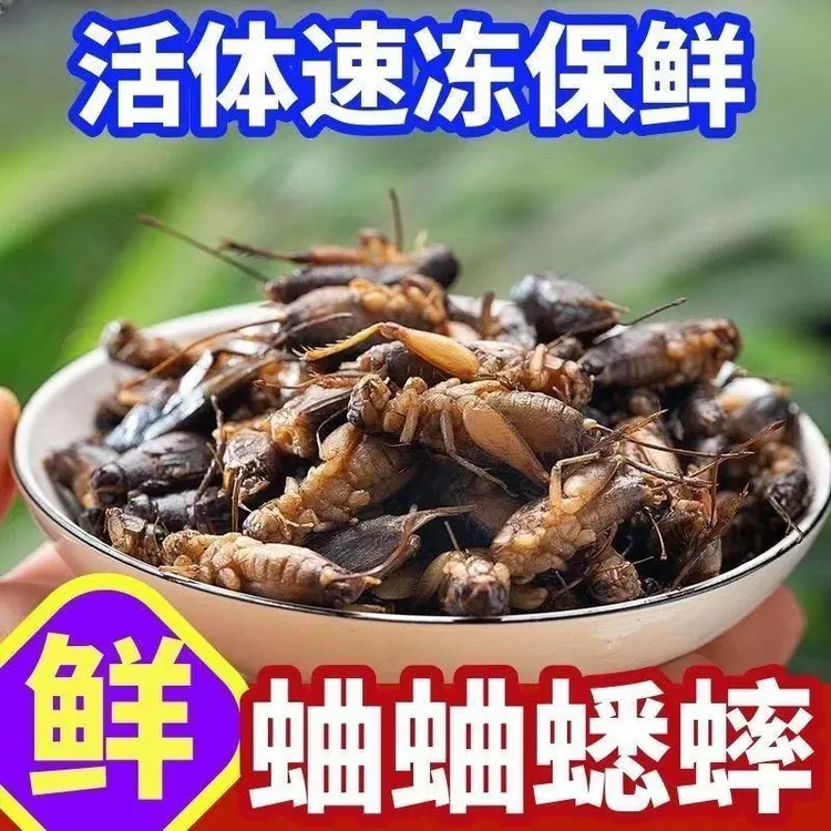 新鲜蛐蛐冷冻冻品袋装发货沂蒙山优质农产品