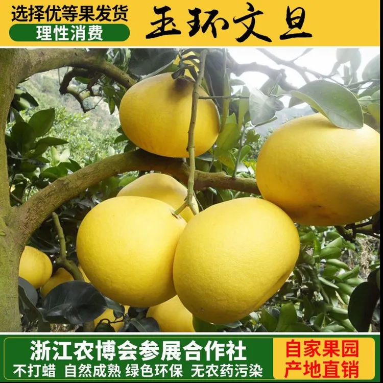 正宗玉环老树文旦种植产地直发新鲜应季水果皮薄肉厚超级甜