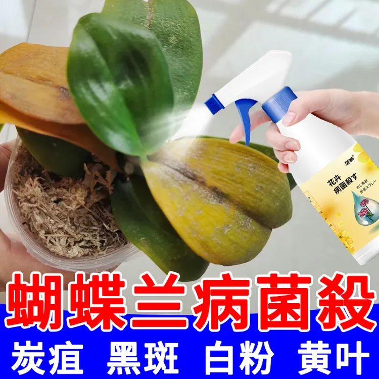 蝴蝶兰病毒病专用肥料炭疽黑斑白粉软腐病黑腐叶腐黄叶烂根营养液