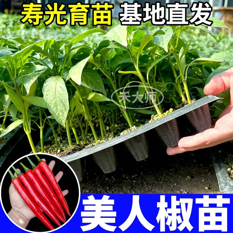 美人椒苗美人椒秧苗带土球美人椒正品四季种阳台庭院盆栽高产辣椒商品图