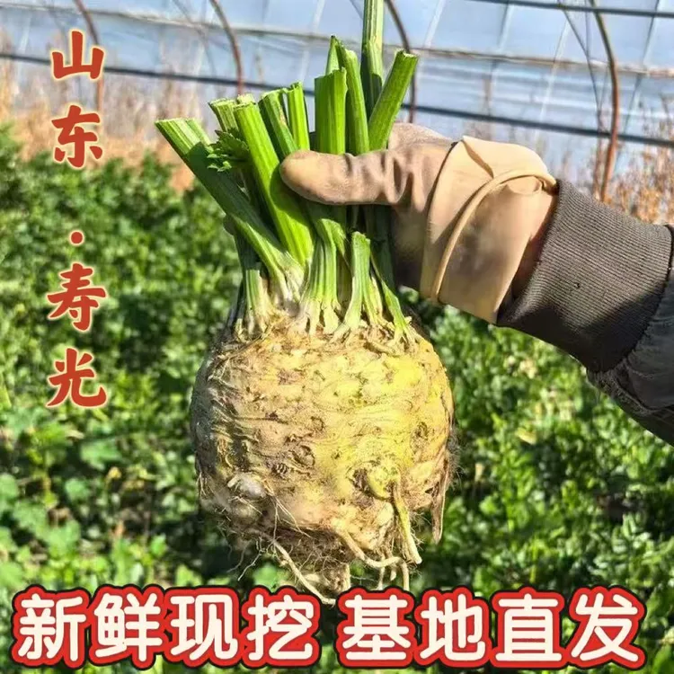 四季地中海根芹苗秧苗耐寒大疙瘩芹菜苗种子水培芹菜冬季盆栽带土