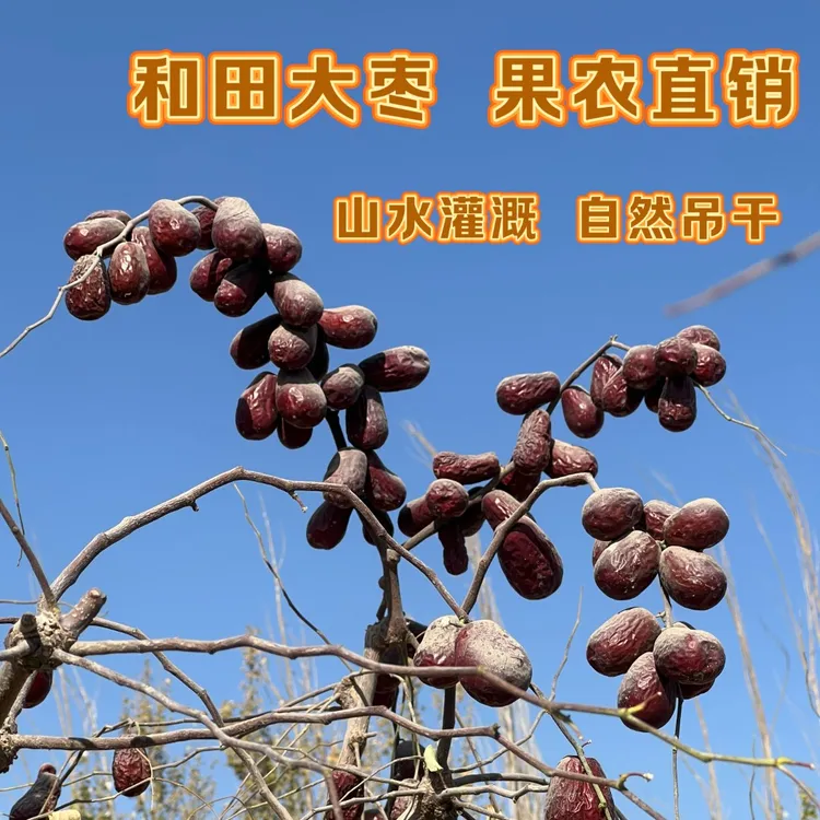 果农直销特级25年和田大枣雪水灌溉带土原生态树上吊干新疆红枣商品图