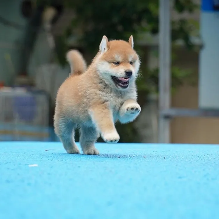 0913拍摄2号柴犬狗狗幼犬宠物弟弟①9.20②10.5