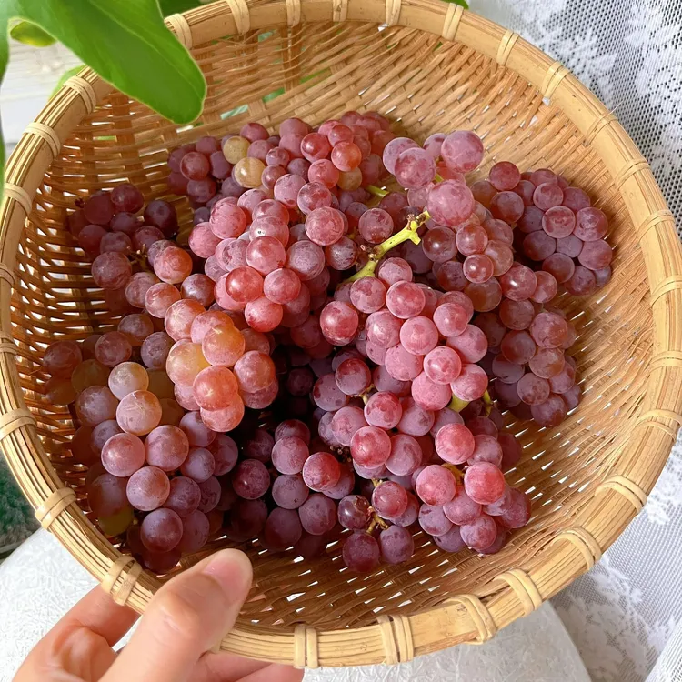 郁先生寒香蜜葡萄树苗四季盆栽无籽阳光玫瑰苗南北方易活种植