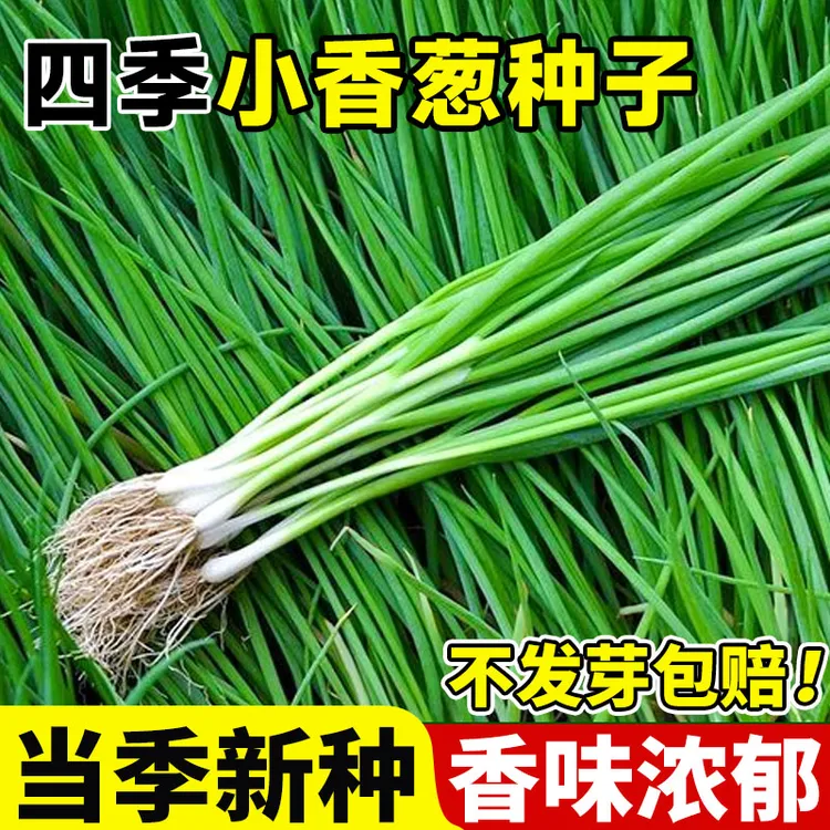 【3包】四季小香葱种子红葱种籽葱头种苗阳台庭院种火分葱蔬菜种孑
