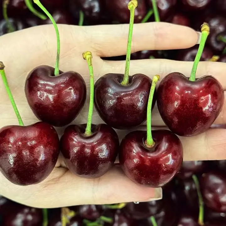 空运桑提娜车厘子3-4J/ 5斤内附果径卡脆甜多汁/顺丰包邮