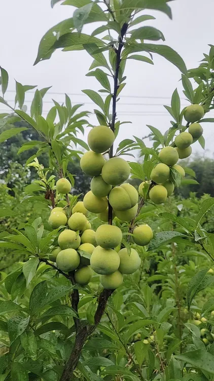 顺丰包邮四川流米李特惠来袭