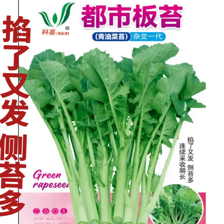 四川杂交油菜苔种子掐了又发侧苔多鲜甜爽脆甘兰型油菜苔种子