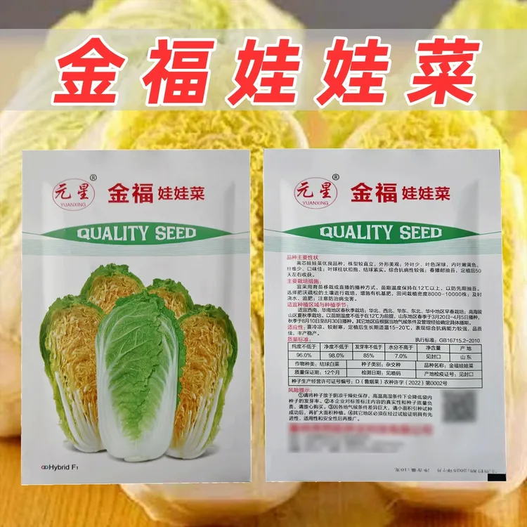 金福娃娃菜种子株型较直立叶色深绿纤维少结球紧实抗病强耐抽苔