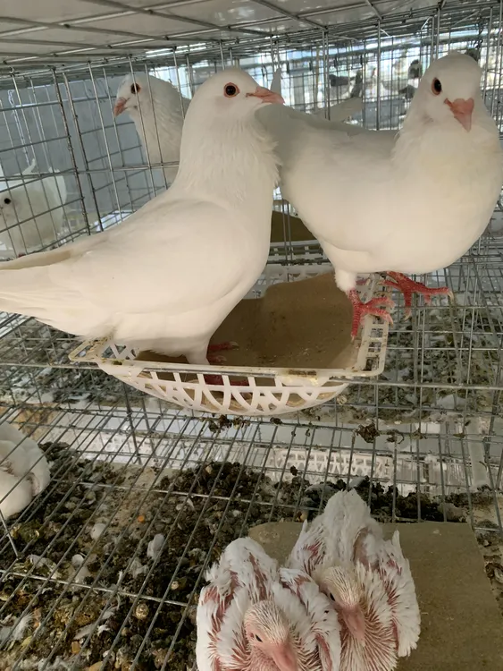 欧洲米玛斯双肌鸽种鸽下蛋抱窝肉鸽