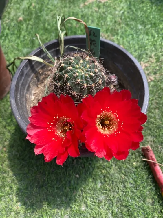 火红丽花有根仙人球4厘米