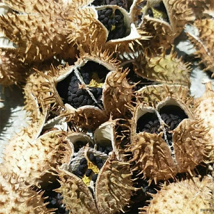 新干自然熟透曼陀罗果实醉葡萄子壳纯正净重无杂质的曼陀罗