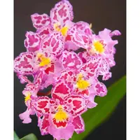 豹斑宝石文心兰 （苗）粉色精致耐寒好养云南鲜花绿植
