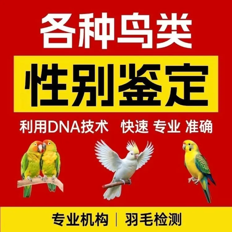 鸟类公母验卡公母检测 准确率99%拔毛鹦鹉八哥鸽子文鸟电子结果