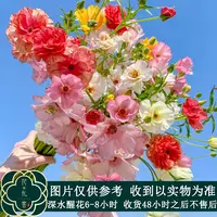 七叶花坊# 【蝴蝶洋牡丹】高品质洋牡丹 鲜花优选 顺丰直发