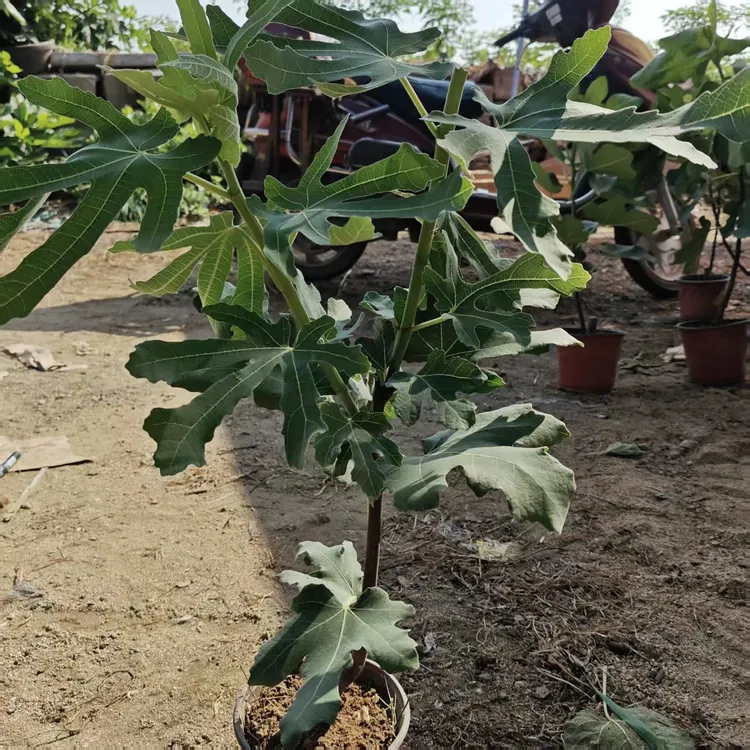 芭劳奈无花果盆栽地栽原盆原土发货