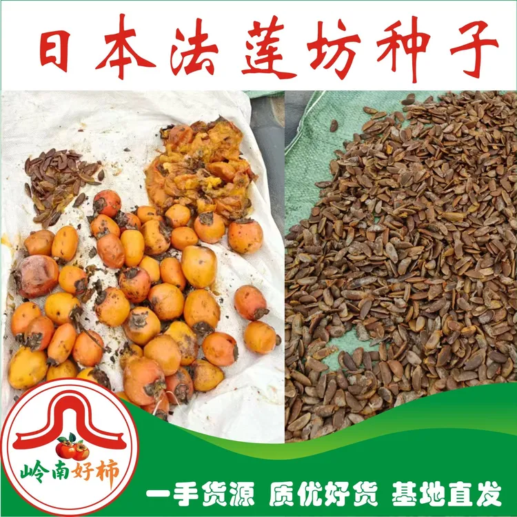 自繁日本法莲坊柿树种子 基地直供 颗粒饱满 抗逆性强 嫁接砧木种