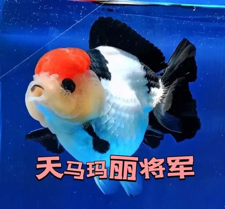 原泰F1泰狮玛丽将军鱼