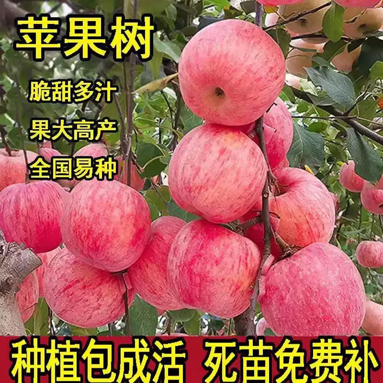 冰糖心大果苹果树苗嫁接苹果苗红富士苹果树苗南方苹果树当年结果