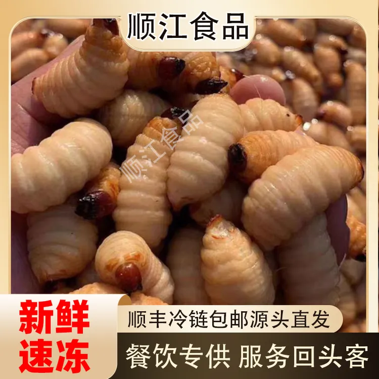 鲜活竹虫云南广东广宁竹笋虫椰子虫新鲜