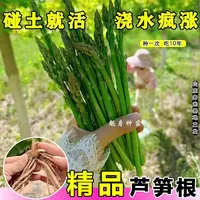 芦笋苗芦笋根苗芦笋蔬菜苗四季种植种苗阳台盆栽绿植家庭蔬菜苗
