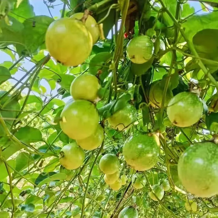 黄金9号百香果优选苗