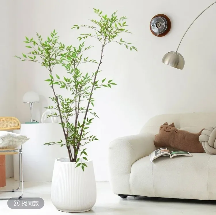 带老桩根火焰红南天竹水培盆栽适合室内客厅办公室装饰绿植