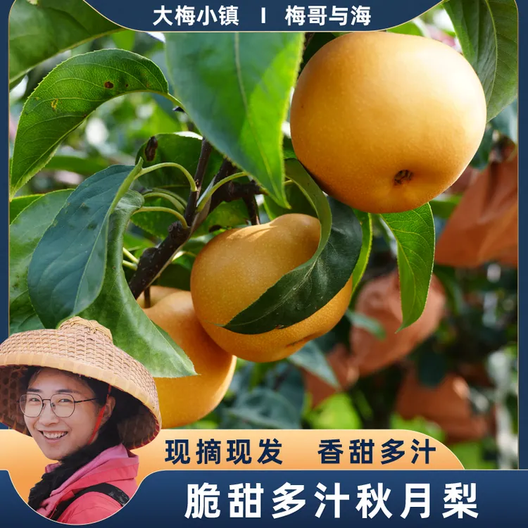 梅哥与海果园直发秋月梨规格一箱4.5斤-5斤左右脆甜多汁中通发货