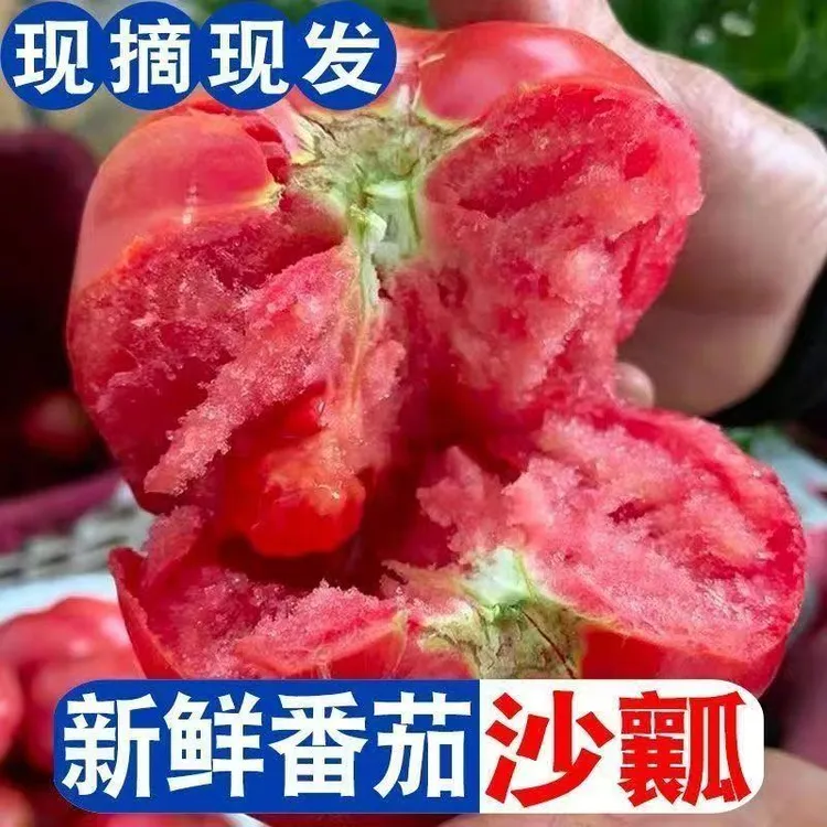 河南现摘西红柿新鲜生吃番茄沙瓤水果自然熟柿子农家自种老品种商品图