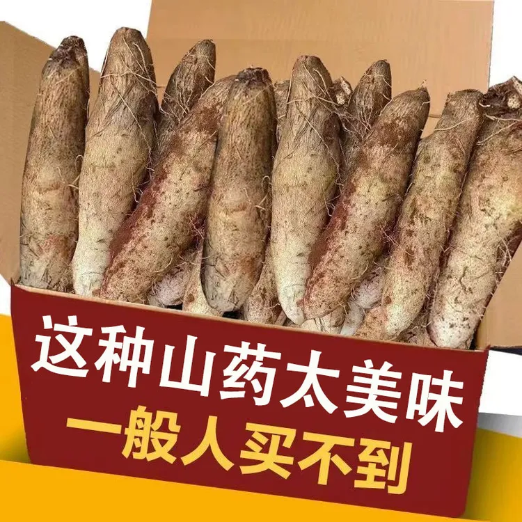 云南正宗灵芝山药红土新鲜现挖糯软粉糯香甜产地直发