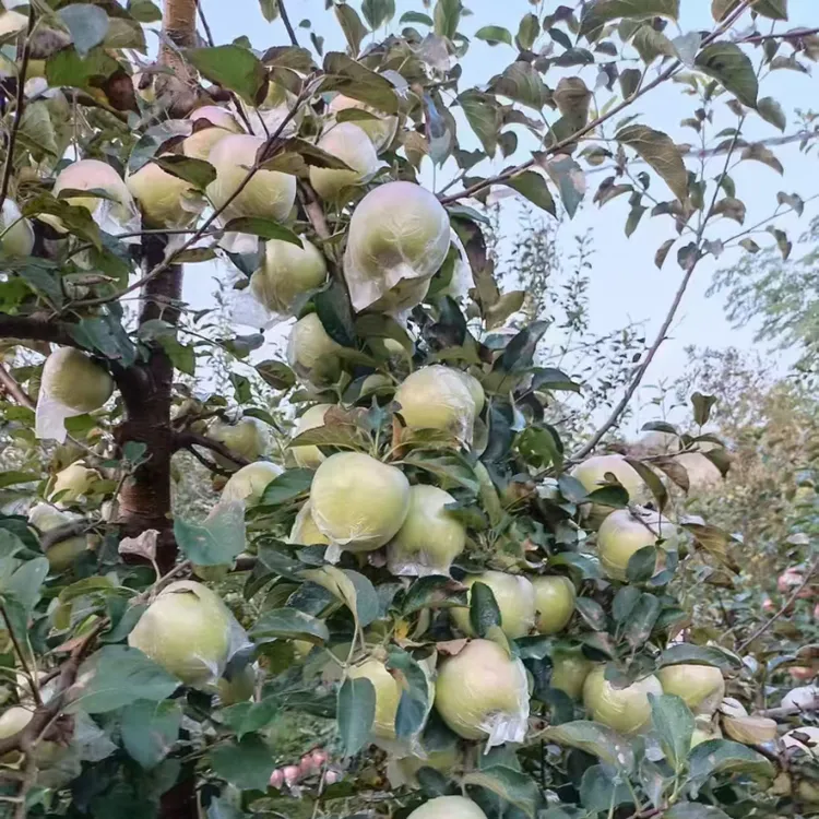 山东正宗明月苹果现摘现发