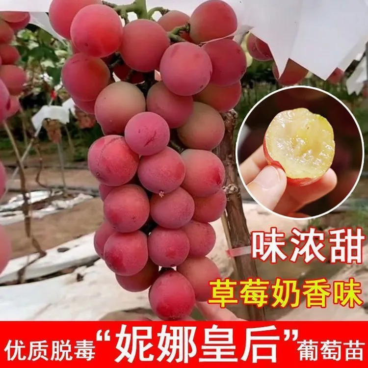 妮娜皇后葡萄无籽无核脱毒葡萄苗