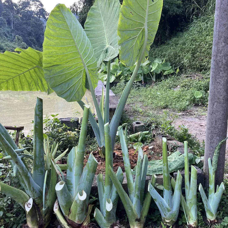 大叶巨型象耳芋室内外盆栽绿植净化空气美观实用