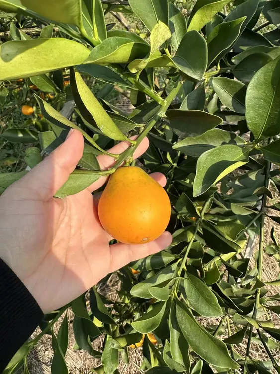 【精品标王/果王】2-5斤正宗融安三代脆蜜金柑