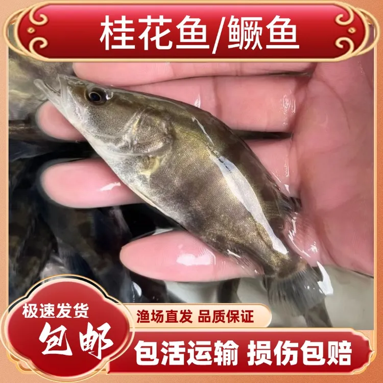 【活体】桂花鱼 鳜鱼 鳌花  2-13公分 观赏宠物渔场直供