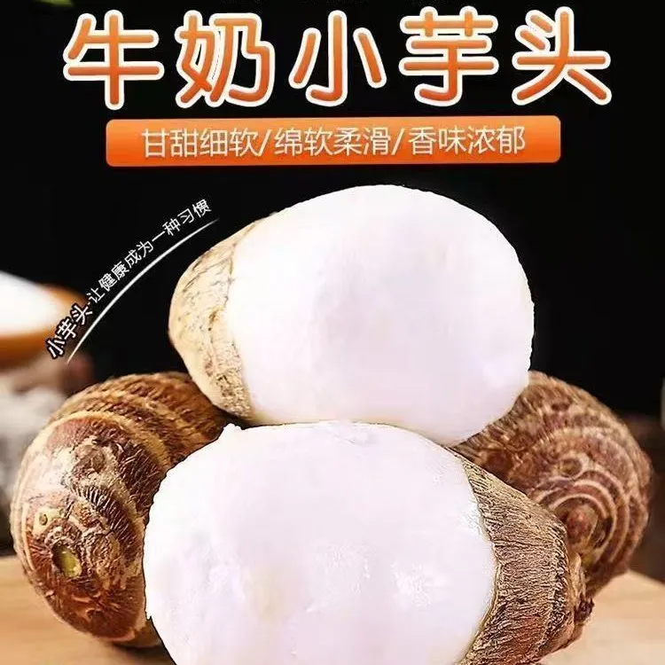 沂蒙山牛奶小芋头现挖带泥新鲜毛芋头香甜软糯减脂芋艿自家种植
