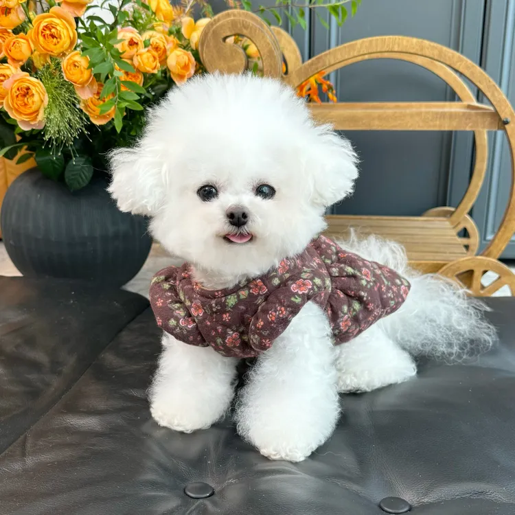 五只小白熊原创宠物衣服秋冬新款碎花夹棉加绒开衫裙子狗狗猫外套